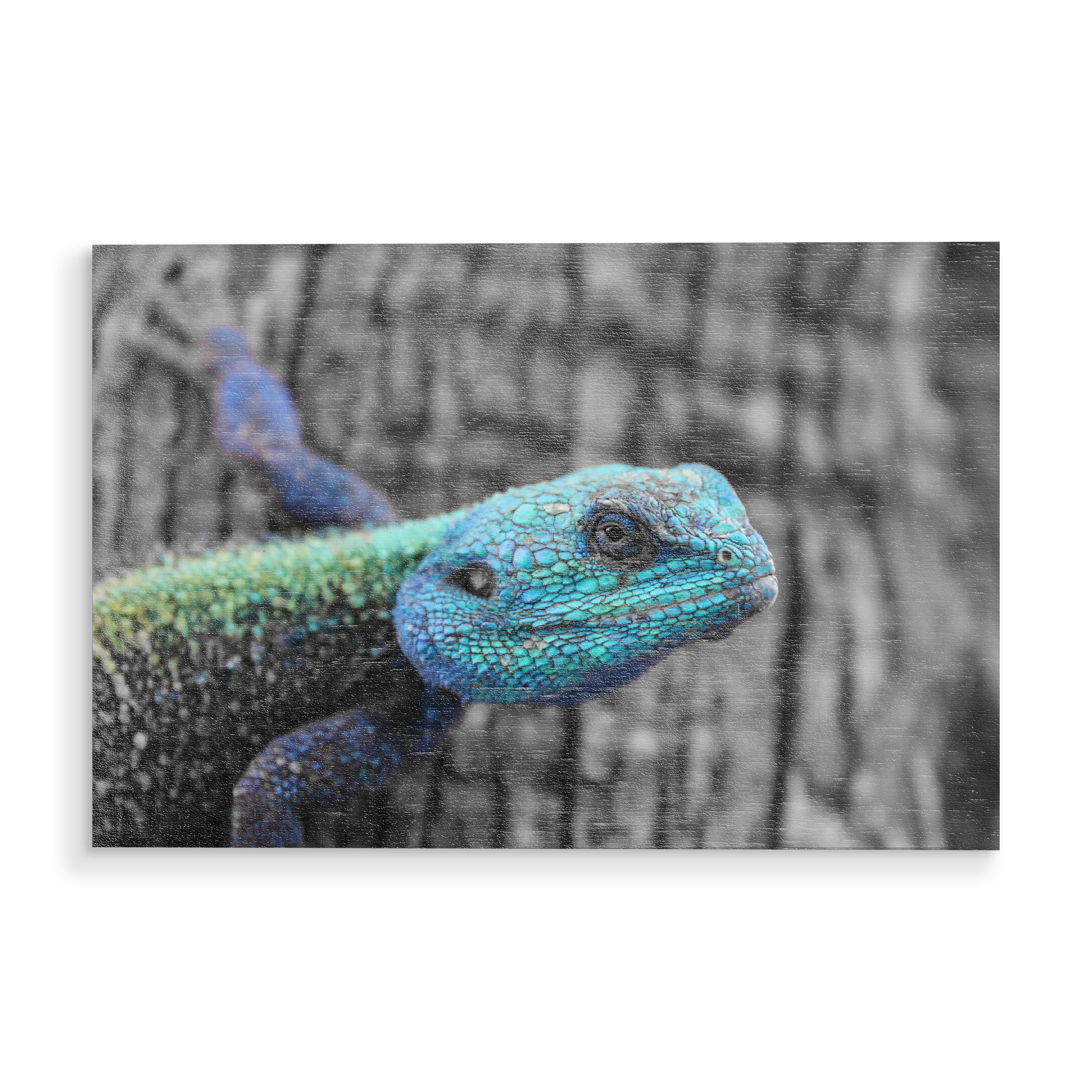 Holzbild "Blaukopf Lizard in Afrika CK" artboxONE - Natur,Tiere,Reise / Afrika - Lizard,Echse,Colorkey,Afrika,Africa,Animal,Tier,Wild,Nature,Natur