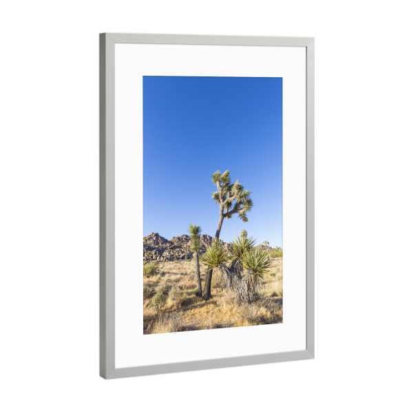 Poster mit Rahmen Silber "Joshua Tree Idylle" artboxONE - Natur,Reise / Länder