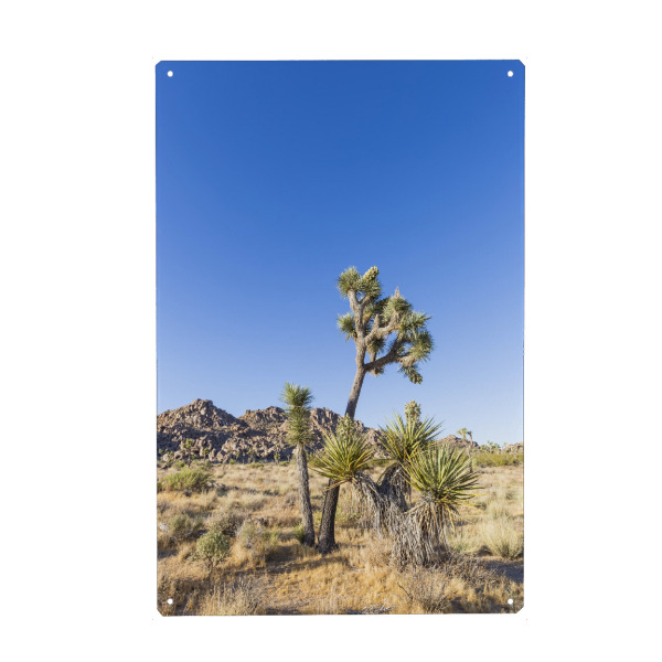Metall Poster "Joshua Tree Idylle" artboxONE - Natur,Reise / Länder
