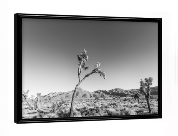 Poster mit schwarzem Rahmen "Joshua Tree Wüstenlandschaft" artboxONE - Natur,Schwarzweiß,Reise / Länder