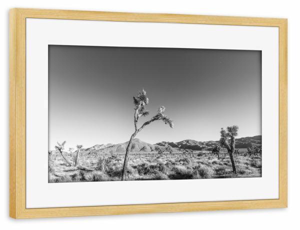 Poster mit Rahmen kiefer "Joshua Tree Wüstenlandschaft" artboxONE - Natur,Schwarzweiß,Reise / Länder