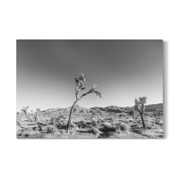 Galerie-Print "Joshua Tree Wüstenlandschaft" 30x20 cm artboxONE