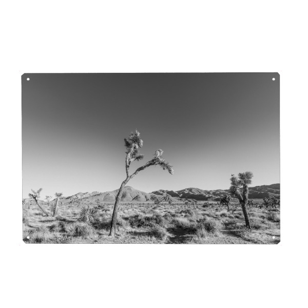 Holzbild "Joshua Tree Wüstenlandschaft" artboxONE - Natur,Schwarzweiß,Reise / Länder