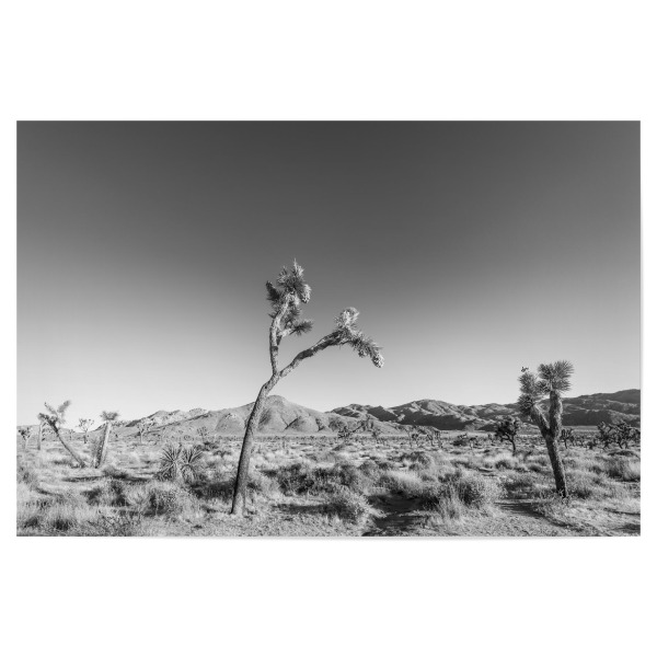 Poster "Joshua Tree Wüstenlandschaft" artboxONE - Natur,Schwarzweiß,Reise / Länder