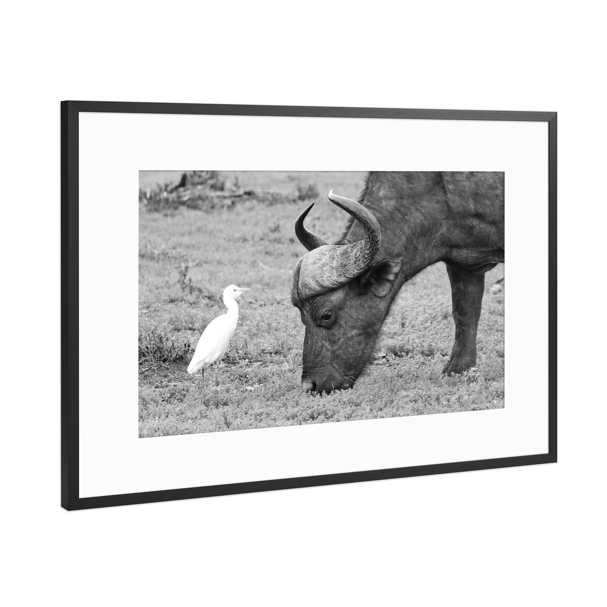 Poster mit Rahmen Schwarz (Metallic) "Büffel und Reiher" artboxONE - Natur,Tiere,Schwarzweiß,Reise / Afrika