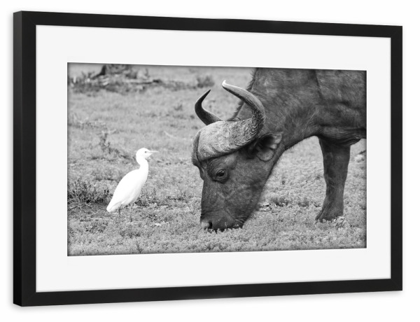 Poster mit Rahmen schwarz "Büffel und Reiher" artboxONE - Natur,Tiere,Schwarzweiß,Reise / Afrika