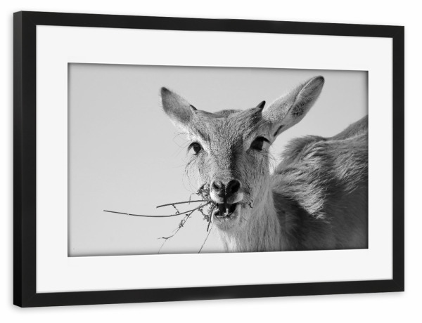Poster mit Rahmen schwarz "Junges Sumpfantilopen Männchen" artboxONE - Natur,Tiere,Schwarzweiß,Reise / Afrika