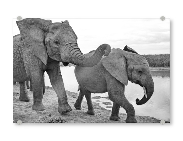 Acrylglasbild "Elefanten Zeit" artboxONE - Natur,Tiere,Schwarzweiß,Reise / Afrika