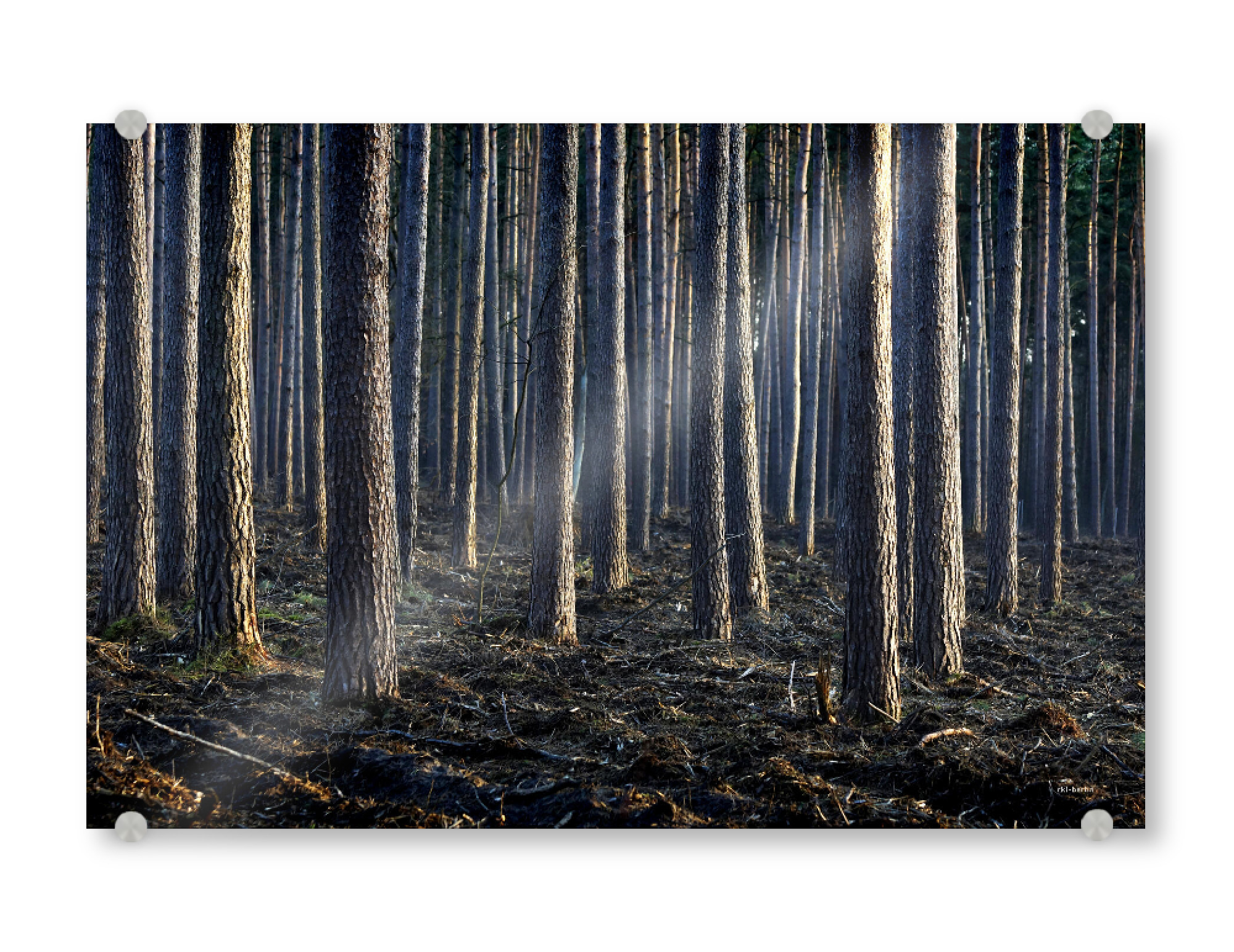 Acrylglasbild "Kiefern" artboxONE - Natur