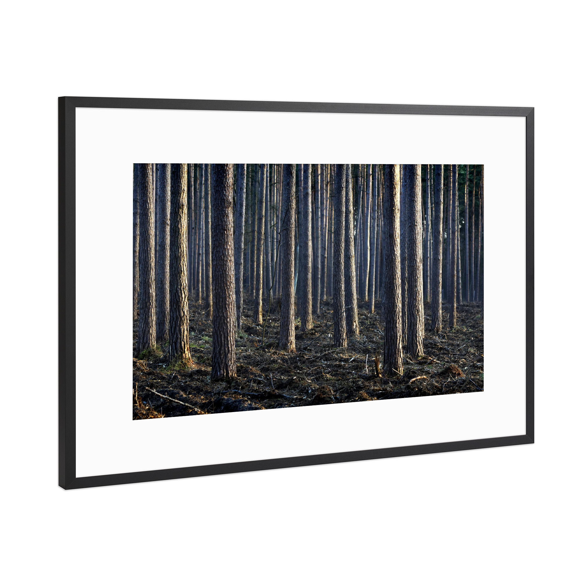 Poster mit Rahmen Schwarz (Metallic) "Kiefern" artboxONE - Natur