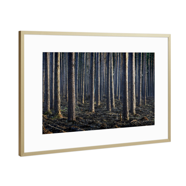 Poster mit Rahmen Gold "Kiefern" artboxONE - Natur