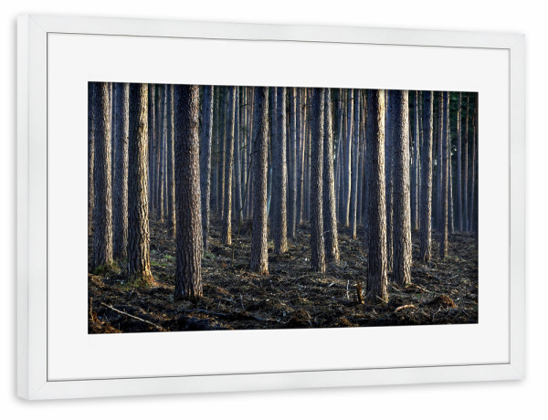 Poster mit Rahmen weiß "Kiefern" artboxONE - Natur
