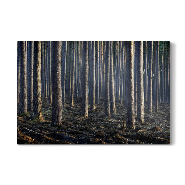 Galerie-Print "Kiefern" 30x20 cm artboxONE