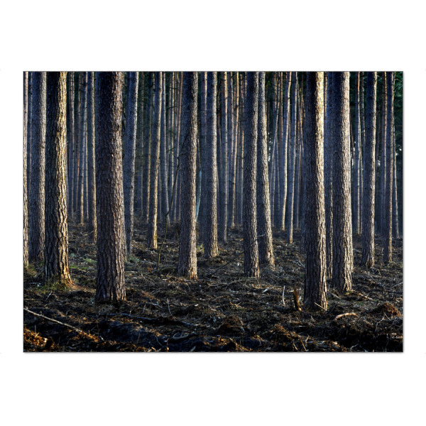 Puzzle Ravensburger "Kiefern" artboxONE - Natur