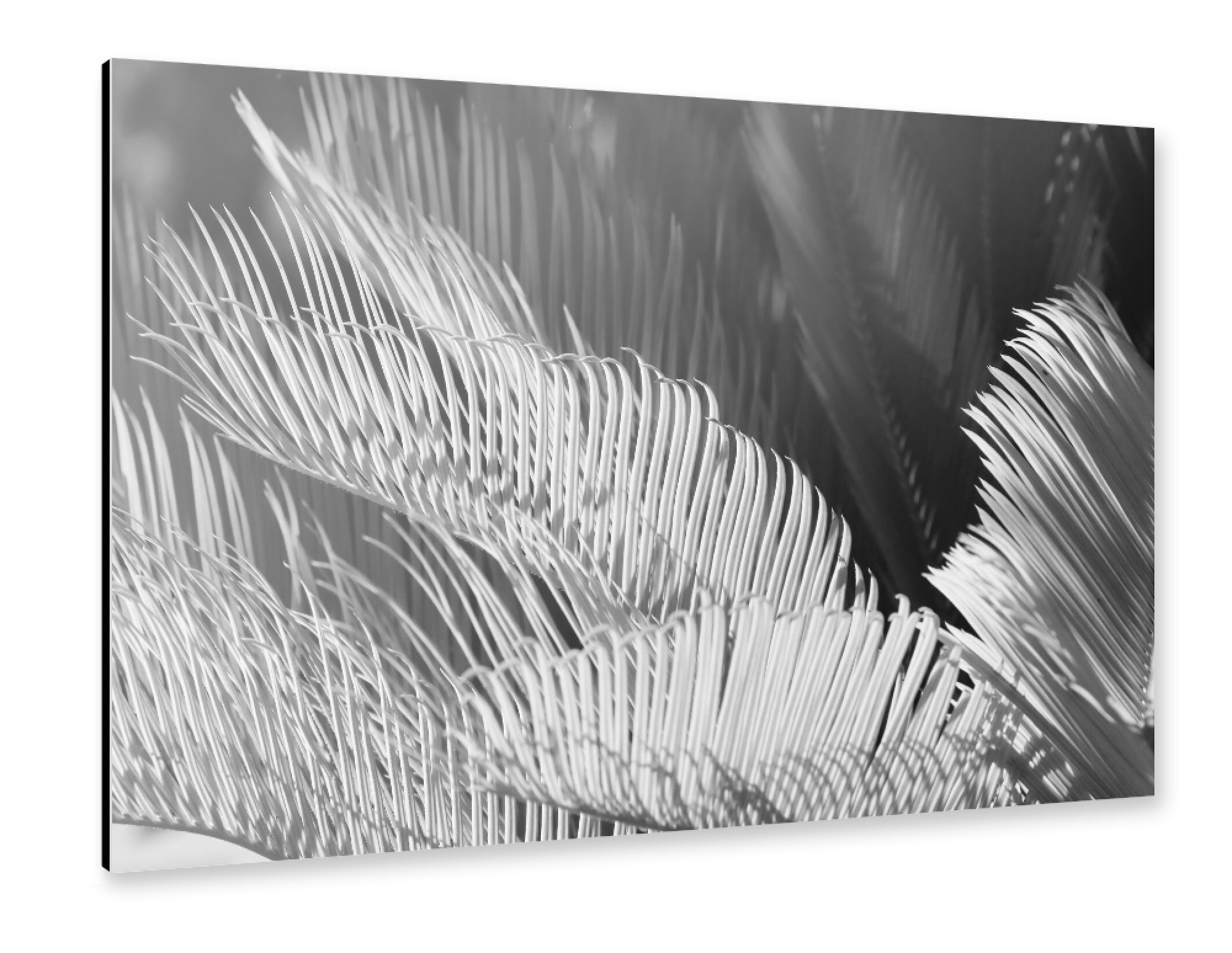 Alu-Dibond "Farn in schwarzweiss" 75x50 cm artboxONE