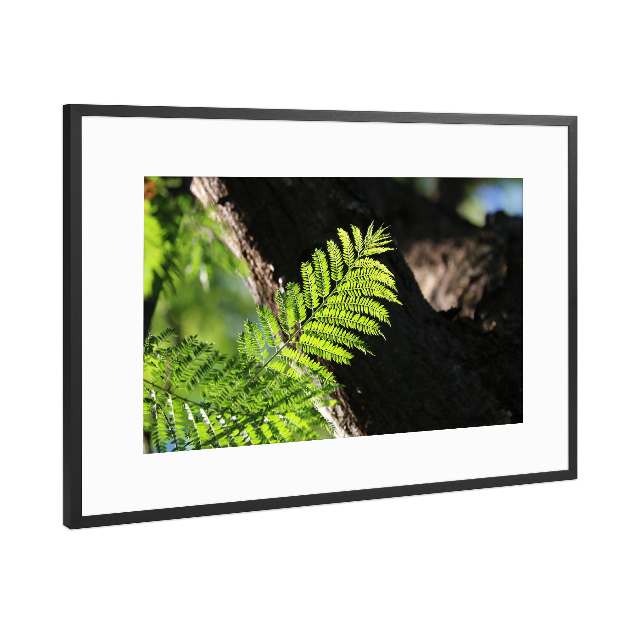 Poster mit Rahmen Schwarz (Metallic) "Farn Blatt" artboxONE - Natur,Floral,Reise / Afrika