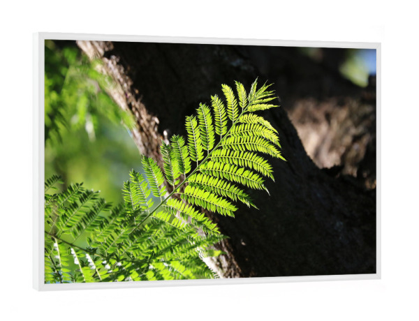 Poster mit weißem Rahmen "Farn Blatt" artboxONE - Natur,Floral,Reise / Afrika - Farn,Blatt,Afrika,Pflanze,Floral,Nature,Natur,Closeup,Baum,Tree