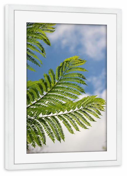 Poster mit Rahmen weiß "Farn Blätter in Afrika" artboxONE - Natur,Floral,Reise / Afrika