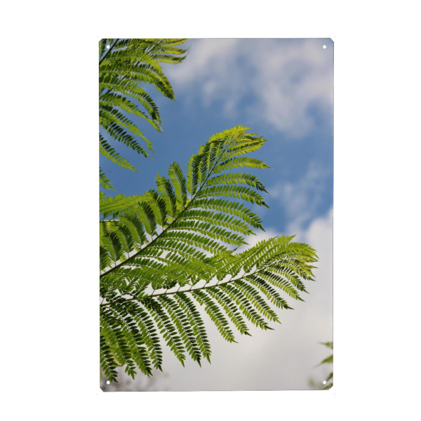 Holzbild "Farn Blätter in Afrika" artboxONE - Natur,Floral,Reise / Afrika