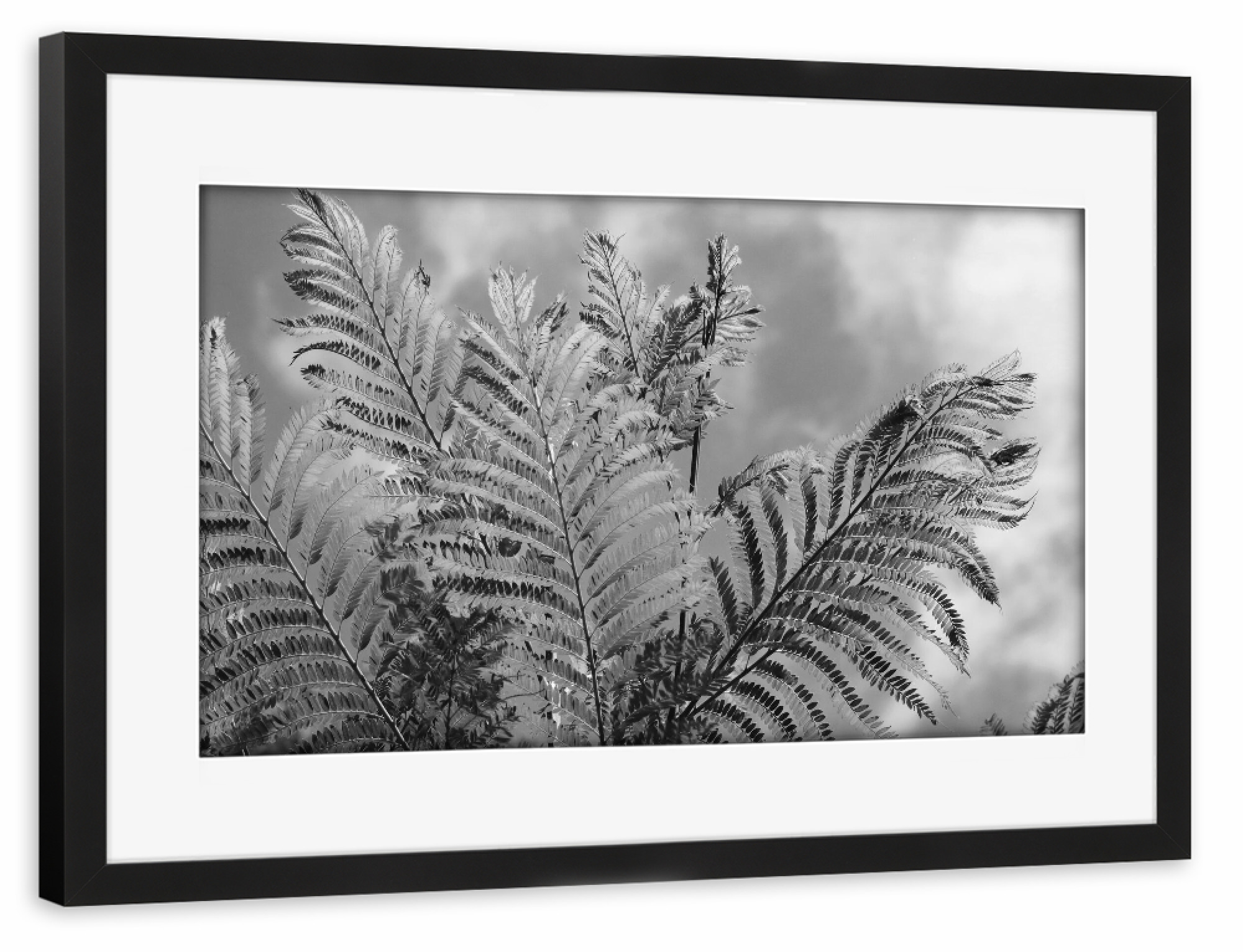 Poster mit Rahmen schwarz "Farn in Afrika schwarzweiss" artboxONE - Natur,Floral,Schwarzweiß,Reise / Afrika