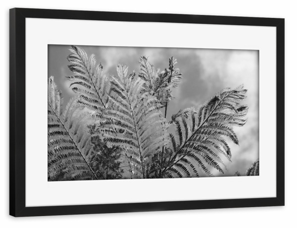 Poster mit Rahmen schwarz "Farn in Afrika schwarzweiss" artboxONE - Natur,Floral,Schwarzweiß,Reise / Afrika