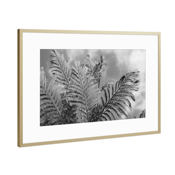 Poster mit Rahmen Gold "Farn in Afrika schwarzweiss" artboxONE - Natur,Floral,Schwarzweiß,Reise / Afrika