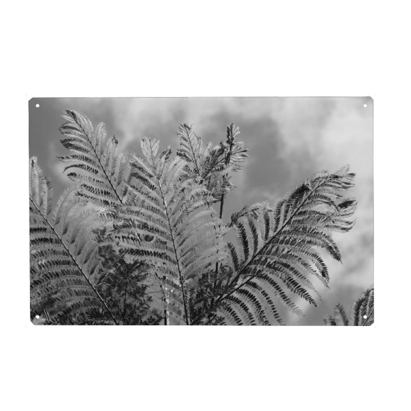 Holzbild "Farn in Afrika schwarzweiss" artboxONE - Natur,Floral,Schwarzweiß,Reise / Afrika