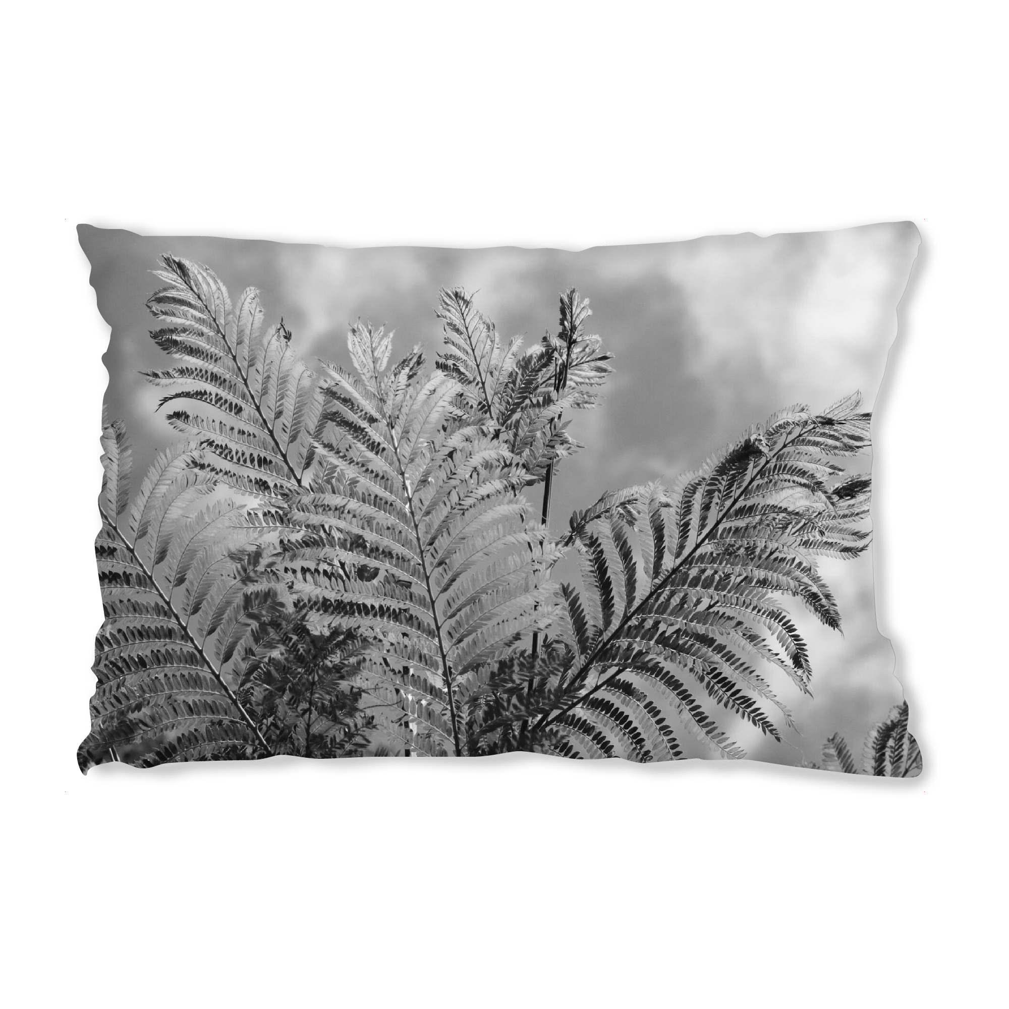 Design-Kissen "Farn in Afrika schwarzweiss" artboxONE - Natur,Floral,Schwarzweiß,Reise / Afrika