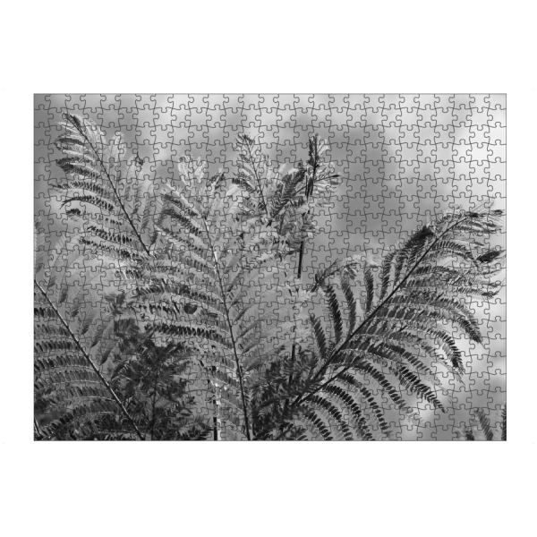 artboxONE Puzzle "Farn in Afrika schwarzweiss" artboxONE - Natur,Floral,Schwarzweiß,Reise / Afrika