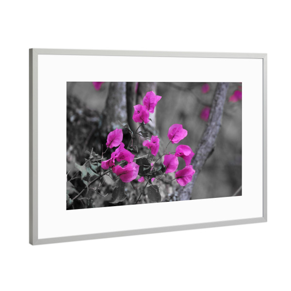 Poster mit Rahmen Silber "Bougainvillea Blüten CK" artboxONE - Natur,Floral,Abstrakt,Schwarzweiß,Für Mama