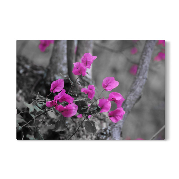 Galerie-Print "Bougainvillea Blüten CK" 30x20 cm artboxONE