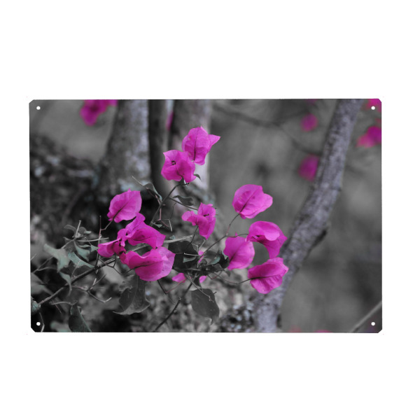Metall Poster "Bougainvillea Blüten CK" artboxONE - Natur,Floral,Abstrakt,Schwarzweiß,Für Mama
