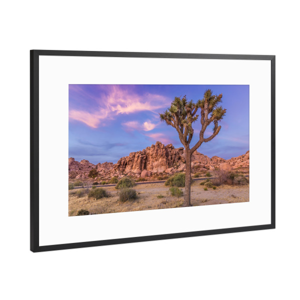 Poster mit Rahmen Schwarz (Metallic) "Joshua Tree am Abend" artboxONE - Natur,Reise / Länder