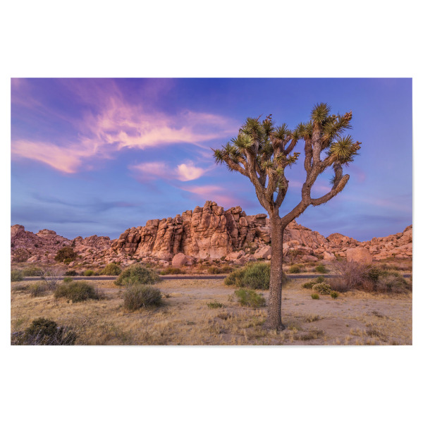 Poster 30x20 cm "Joshua Tree am Abend" artboxONE - Natur,Reise / Länder