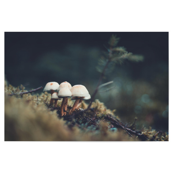 Poster 30x20 cm "Mushrooms in Forest" artboxONE - Natur,Essen & Trinken - Mushrooms,Pilze,Mushroom,Pilz,Natur,Nature,Landschaft,Wald,Forest,Landscape
