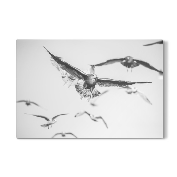 Galerie-Print "Möwenflug S&W" 30x20 cm artboxONE