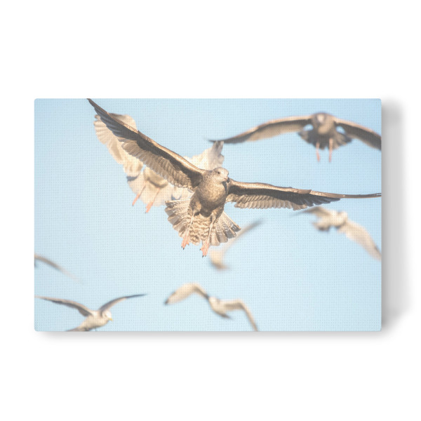 Leinwandbild "Möwenflug" artboxONE - Tiere,Reise / Strand und Meer