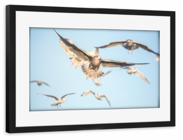 Poster mit Rahmen schwarz "Möwenflug" artboxONE - Tiere,Reise / Strand und Meer