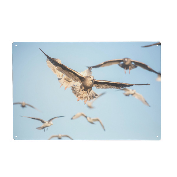 Metall Poster "Möwenflug" artboxONE - Tiere,Reise / Strand und Meer