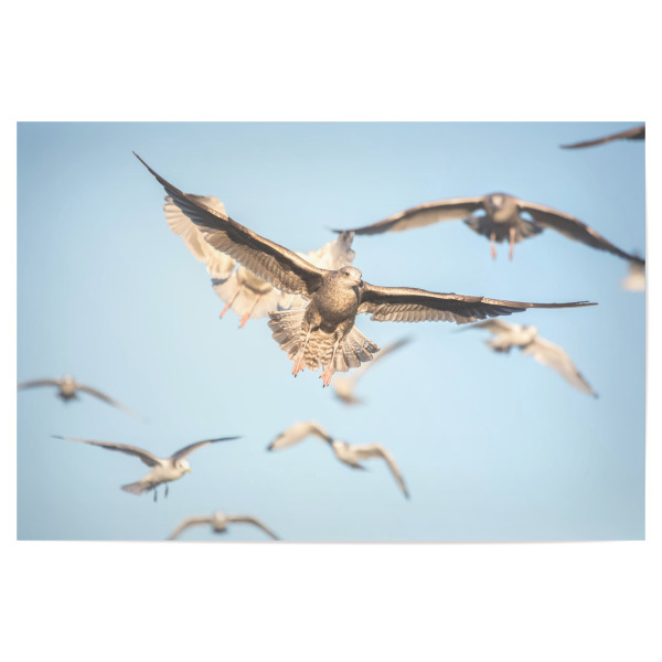 Poster "Möwenflug" artboxONE - Tiere,Reise / Strand und Meer