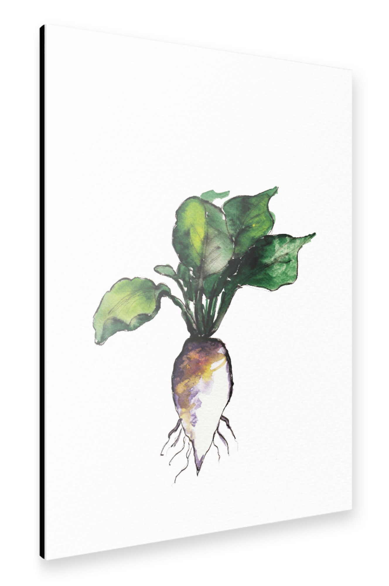Alu-Dibond "The vegetables" 75x50 cm artboxONE