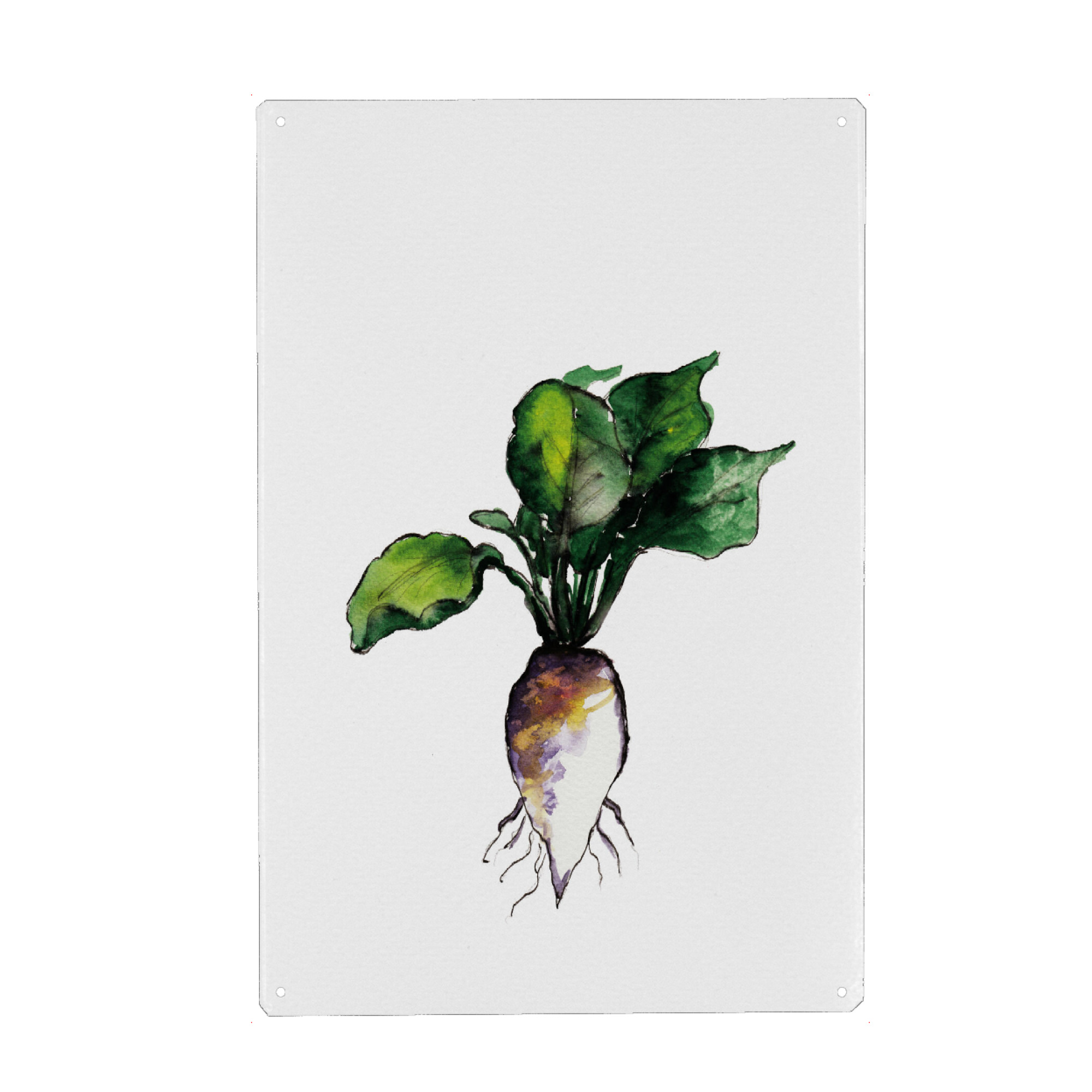 Metall Poster "The vegetables" artboxONE - Typografie,Natur,Essen & Trinken / Obst & Gemüse