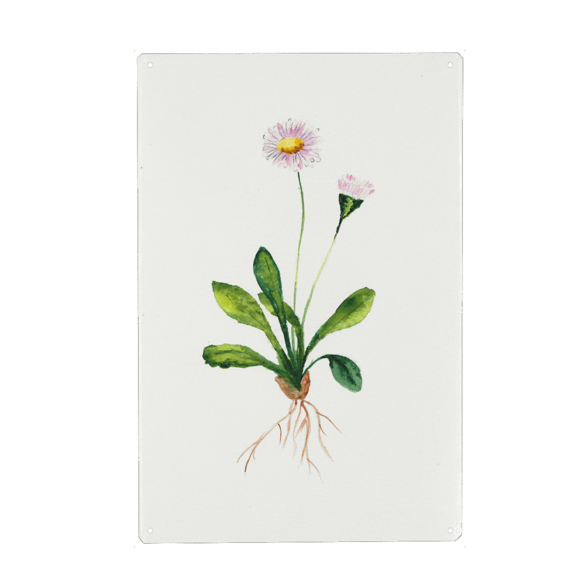 Metall Poster "My daisy" artboxONE - Natur,Floral