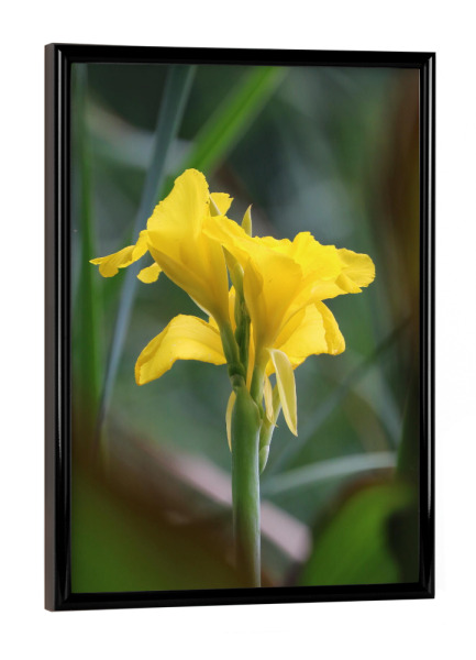 Poster mit schwarzem Rahmen "Gelbe Wasserlilie" artboxONE - Natur,Floral,Reise / Afrika