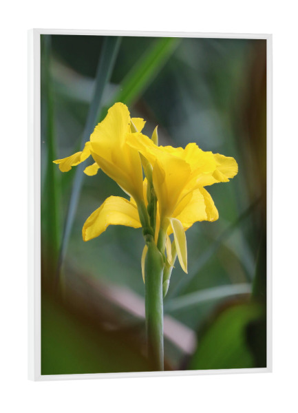 Poster mit weißem Rahmen "Gelbe Wasserlilie" artboxONE - Natur,Floral,Reise / Afrika