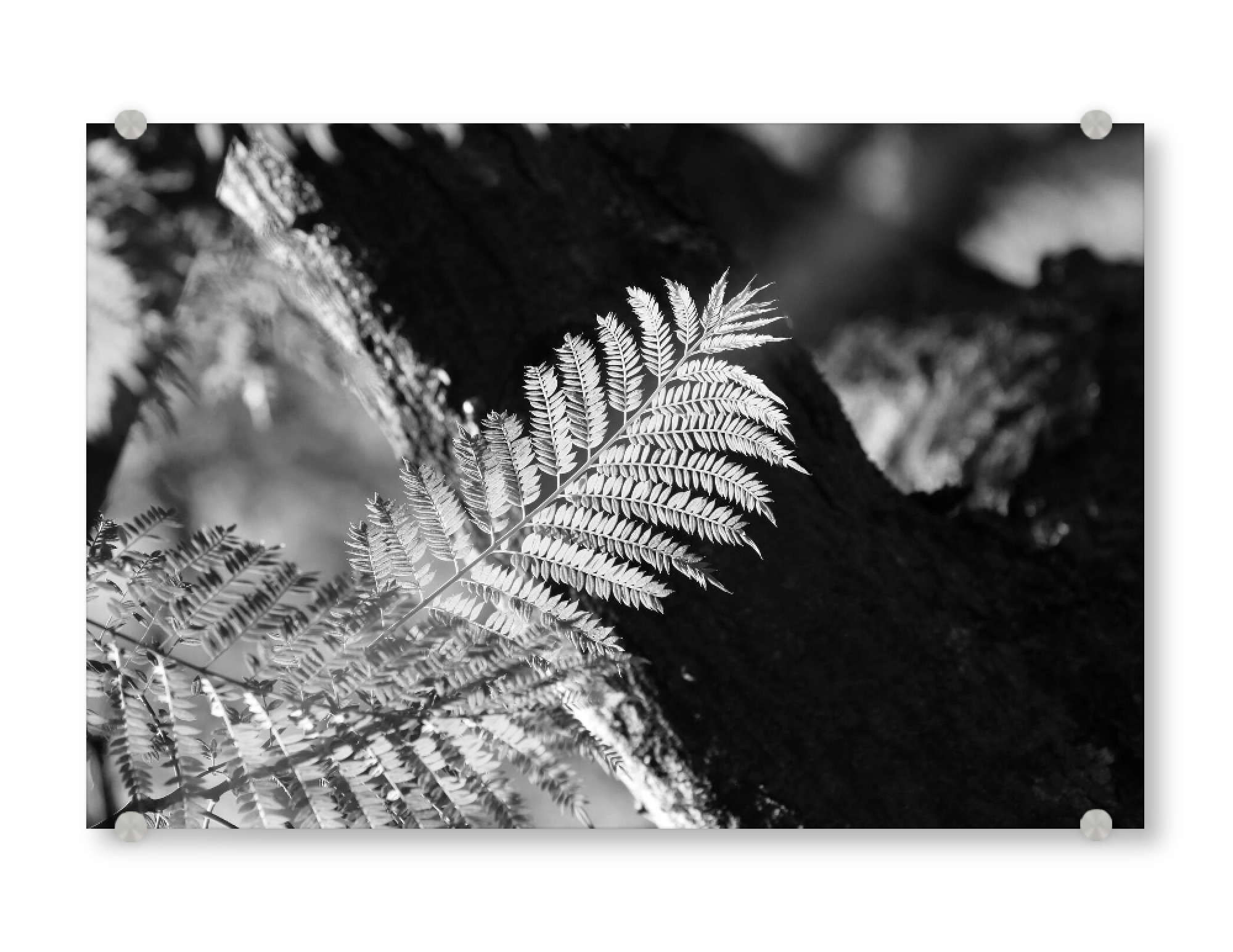 Acrylglasbild "Farn Blatt in schwarzweiss" artboxONE - Natur,Floral,Schwarzweiß,Reise / Afrika