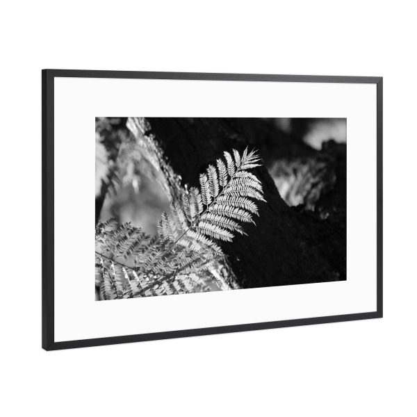 Poster mit Rahmen Schwarz (Metallic) "Farn Blatt in schwarzweiss" artboxONE - Natur,Floral,Schwarzweiß,Reise / Afrika