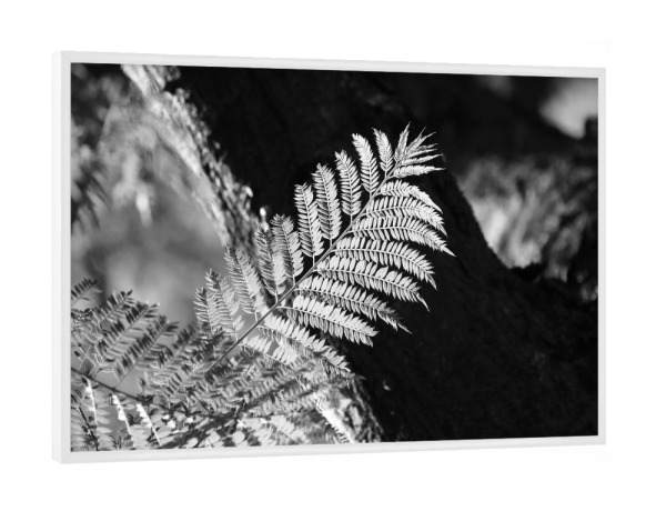 Poster mit weißem Rahmen "Farn Blatt in schwarzweiss" artboxONE - Natur,Floral,Schwarzweiß,Reise / Afrika