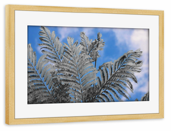 Poster mit Rahmen kiefer "Farn in Afrika CK" artboxONE - Natur,Floral,Abstrakt,Reise / Afrika