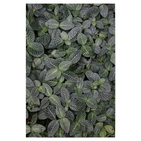 Poster "Tropical Forest Leaves" artboxONE - Natur,Reise